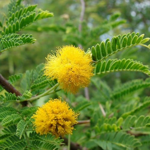 بذور طلح الفتنه ( Acacia farnesiana )