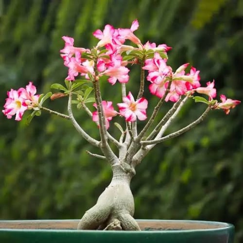 بذور العدنة-الأدينيوم (Adenium obesum)