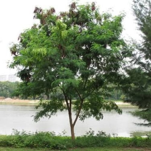 بذور شجرة اللوسينيا ( Leucaena leucocephala )