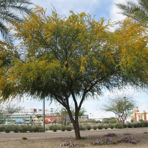بذور طلح الفتنه ( Acacia farnesiana )