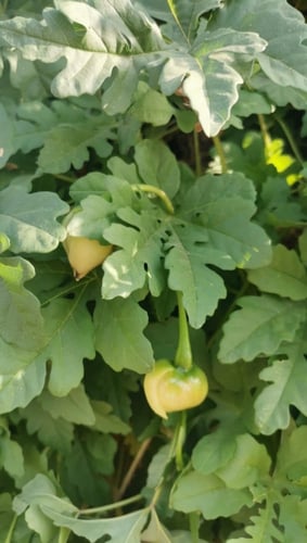 بذور ست الحسن المتسلقة بيضاء ( Ipomoea Cairica )