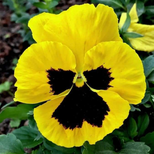 بذور زهرة الثالوث اصفر