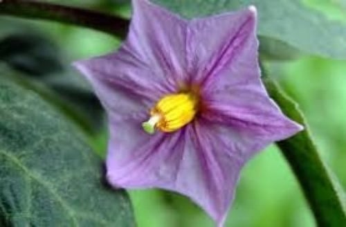 بذور الباذنجان (Solanum melongena)