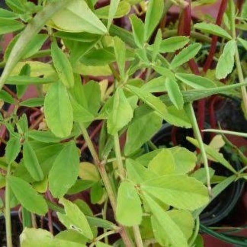 بذور حلبة الخيل ( Trigonella foenum-graecum )