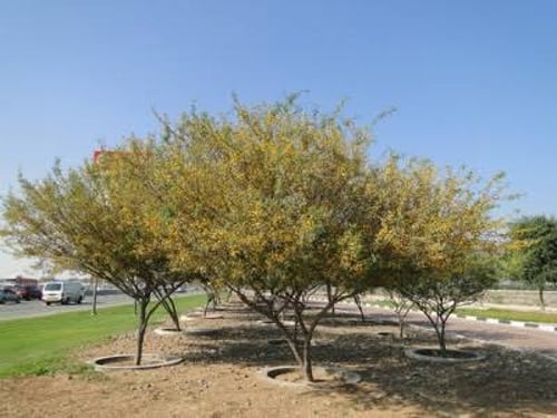 بذور طلح الفتنه ( Acacia farnesiana )