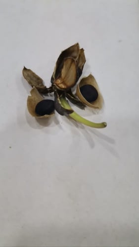 بذور ست الحسن المتسلقة بيضاء ( Ipomoea Cairica )