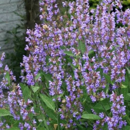 بذور عشبة المرامية ( مريمية ) - ( Salvia officinal...