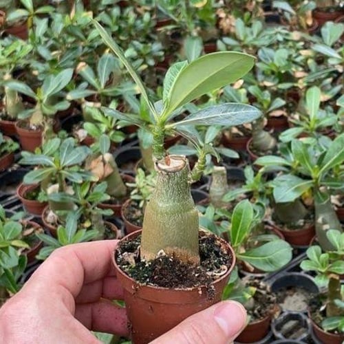 بذور العدنة-الأدينيوم (Adenium obesum)