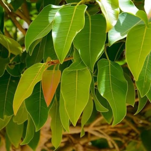 بذور شجرة فيكس التسيما ( Ficus altissima )