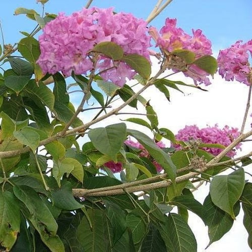 بذور شجرة تابوبيا روزا ( Tabebuia rosea )