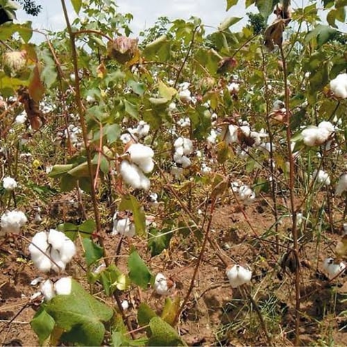 بذور القطن ( Gossypium )