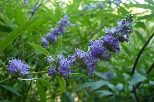 بذور كف مريم