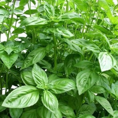 ريحان حلو (Sweet Basil )