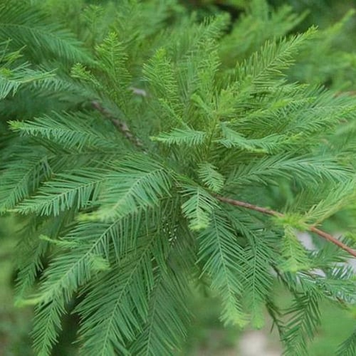 بذور شجرة تاكسوديم ( Taxodium Distichum )