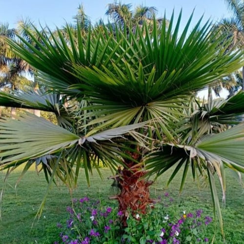 بذور نخيل براهيا ( Brahea armata )