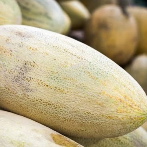 بذور شمام روسي ( Cucumis melo )