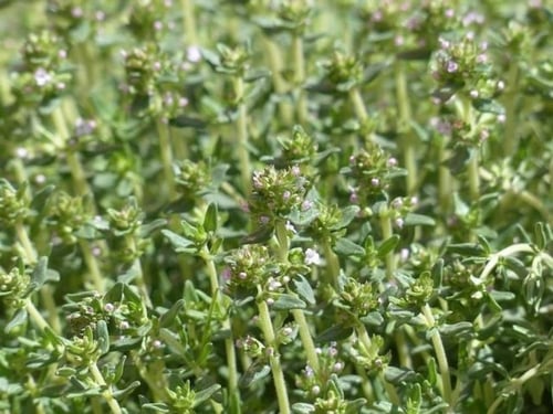 بذور عشبة الزعتر ( Thymus vulgaris )
