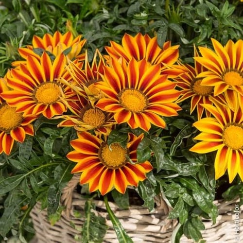 بذور زهرة الجازانيا ( Gazania )