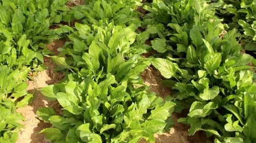 بذور السلق المصري ( Beta vulgaris )