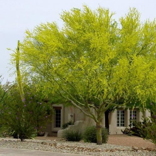 بذور شجرة باركنسونيا ( Parkinsonia aculeata )