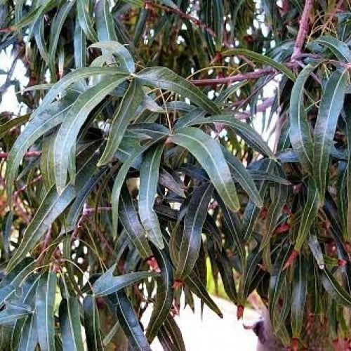 بذور شجرة استركوليا رجل البطة ( Brachychiton grego...