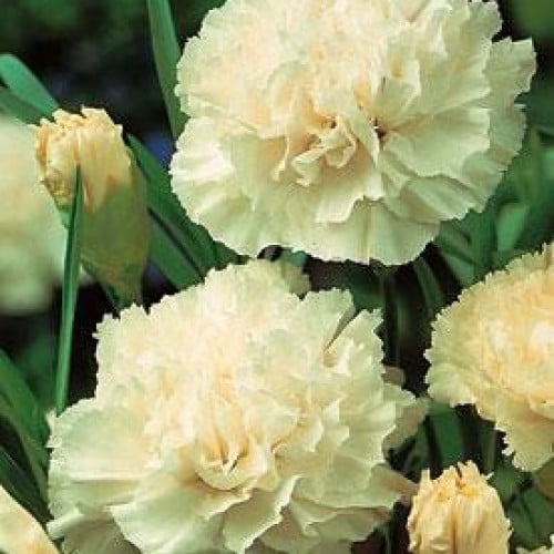 بذور زهرة القرنفل أبيض ( Garofano Chabaud )