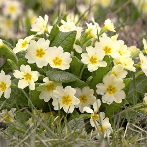 بذور زهرة البريمولا ( Primula vulgaris )