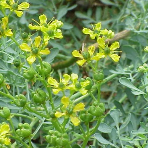 عشبة الشذاب ( Ruta graveolens )