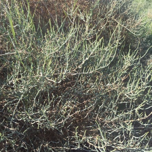 بذور شجرة الرمث ( Haloxylon salicornicum )