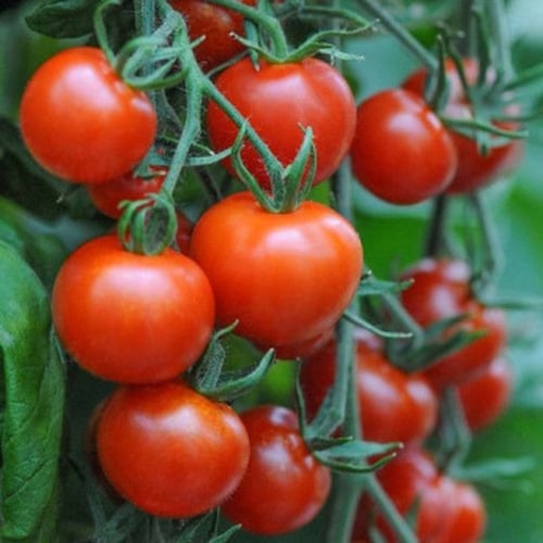 بذور طماطم شيري أحمر ( Solanum lycopersicum )