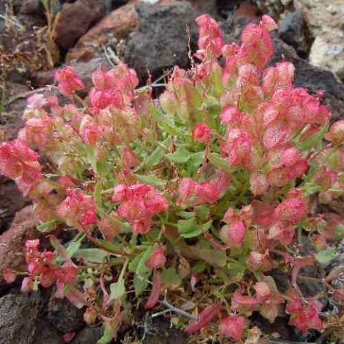 بذور شجيرة الحميض ( Rumex vesicarius )