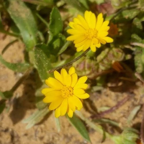 بذور نبات الحنوة ( Calendula Tripterocarpa )