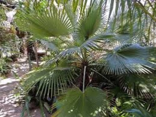 بذور نخيل براهيا ( Brahea armata )