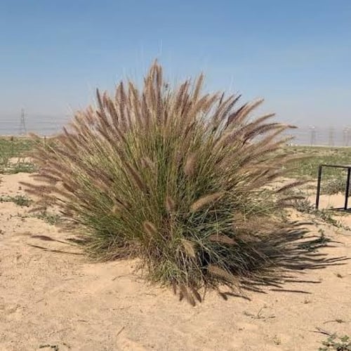 بذور نبات الحلفا ( Pennisetum Setaceum )
