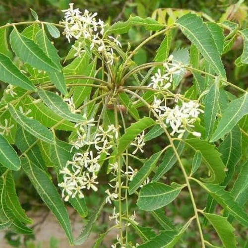 بذور النيم ( Azadirachta indica )