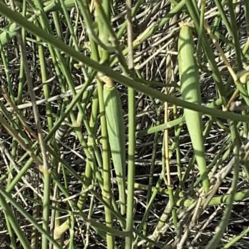 بذور شجيرة المرخ ( Leptadenia pyrotechnica )