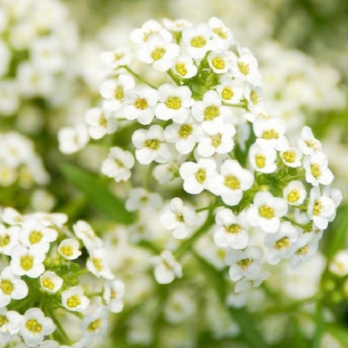 بذور نبات الوسن ( Alyssum minutum )