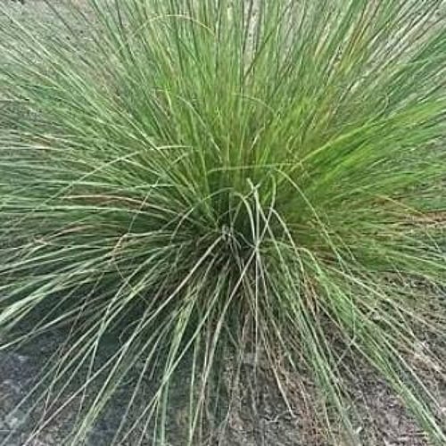 بذور نبات الحلفا ( Pennisetum Setaceum )