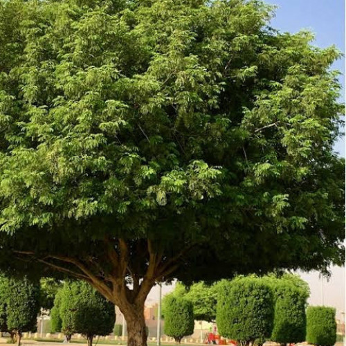 بذور شجرة اللبخ دقن الباشا ( Albizia lebbeck )