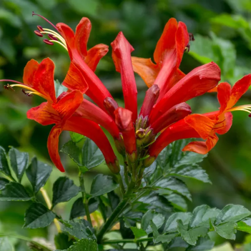 بذور التكوماريا ( Tecomaria Capensis )