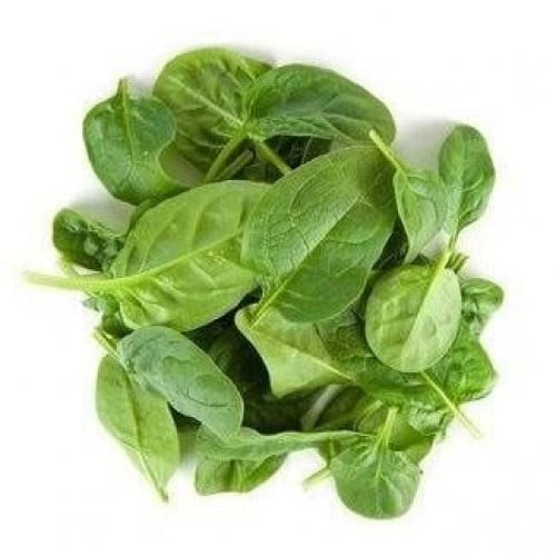 بذور السبانخ ( Spinacia oleracea )