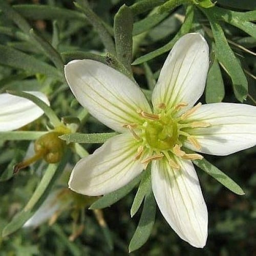 بذور الحرمل ( Rhazya stricta)