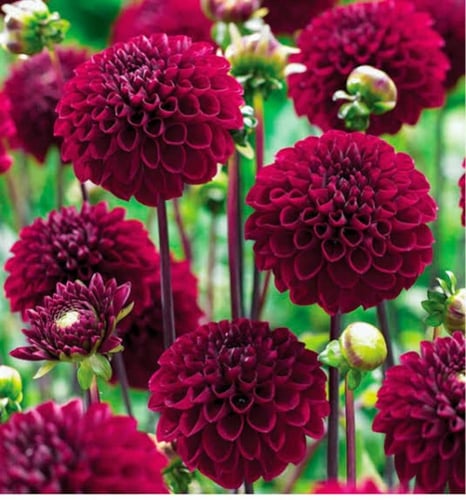 بذور زهرة الدهلية ( الدالية ) - ( Dahlia decorativ...