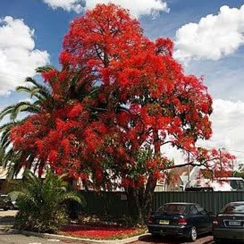 بذور شجرة استركوليا لوريدا ( Brachychiton discolor...