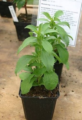 بذور ستيفيا ( STEVIA REBAUDIANA )