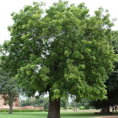 بذور النيم ( Azadirachta indica )