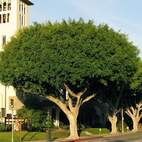 بذور شجرة فيكس التسيما ( Ficus altissima )