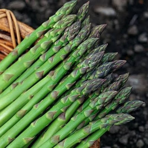 بذور الهليون ( Asparagus officinalis )