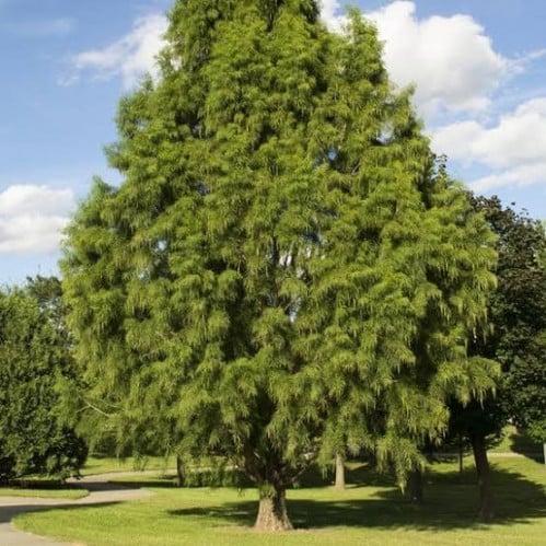 بذور شجرة تاكسوديم ( Taxodium Distichum )