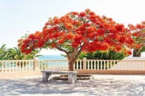 بذور البونسيانا‬ الحمراء ( Delonix regia )